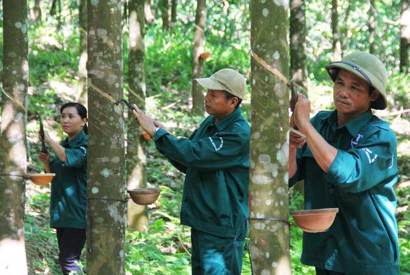 Giá cao su dự báo tăng 5-10%, loạt doanh nghiệp kỳ vọng hưởng lợi lớn